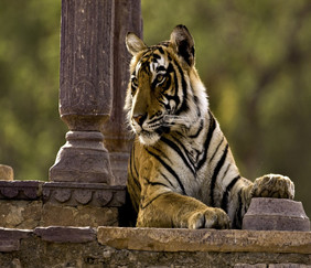 Tiger, Ranthambore